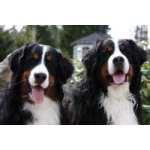 Nikke&Zuki
