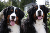 Nikke&Zuki