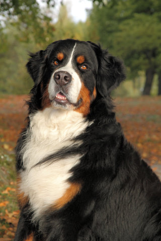 Amandan malja 2012